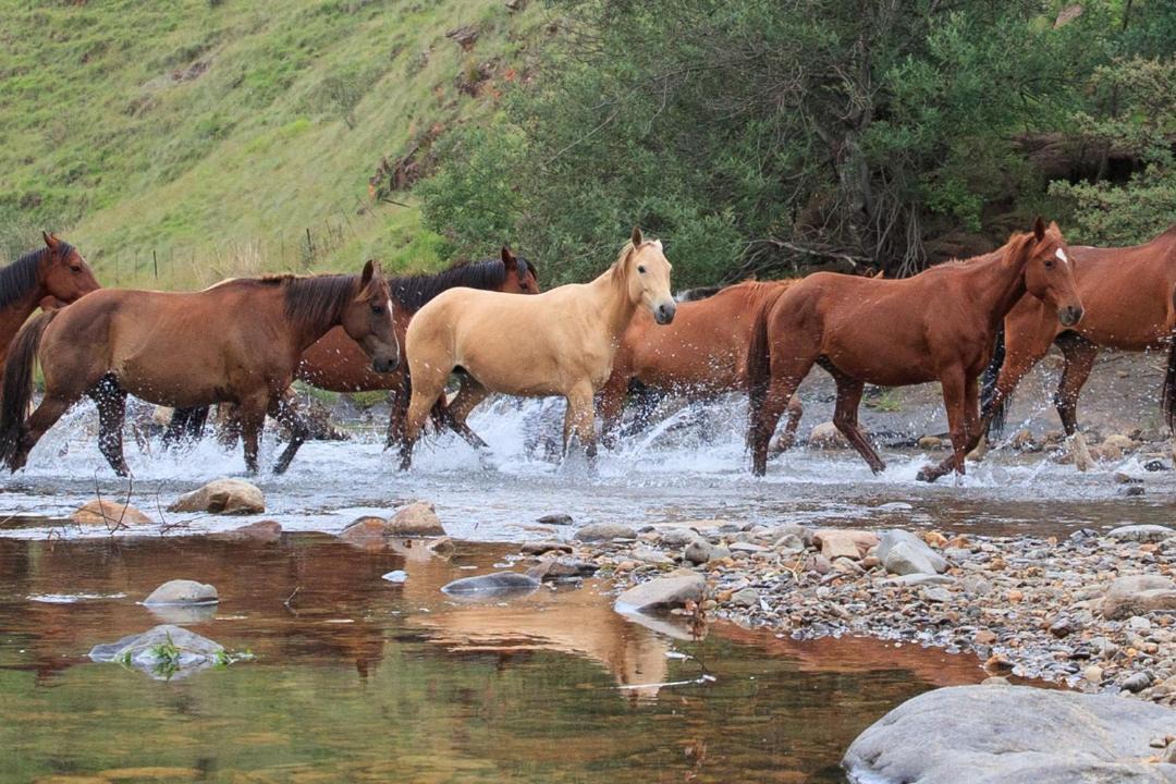 Photo of Others in Drakensberg Gardens