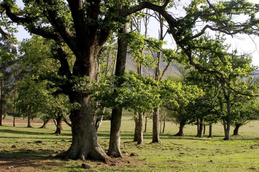 Photo of Others in Drakensberg Gardens