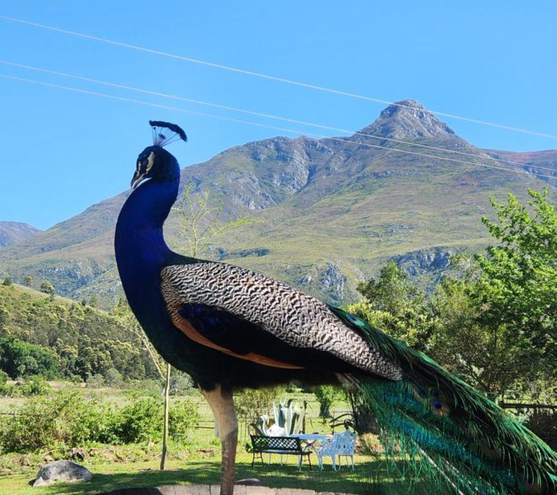 Photo of Others in Swellendam