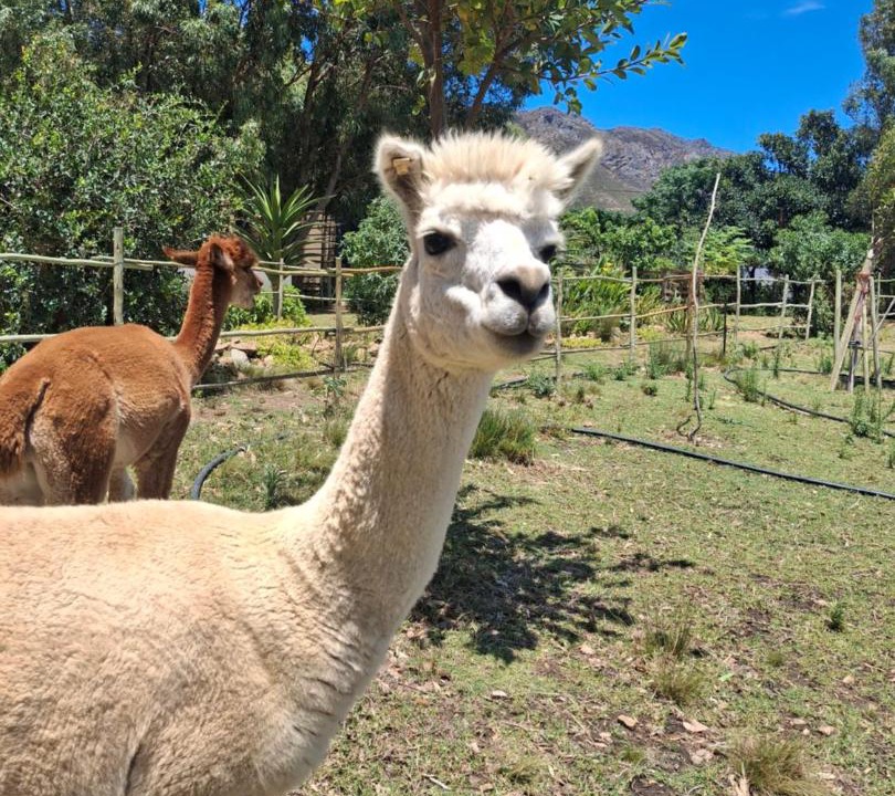 Photo of Others in Helderberg Rural
