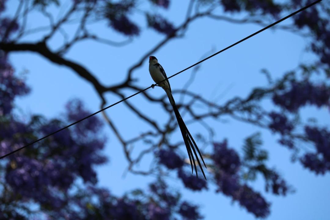 Photo of Others in De Hoop