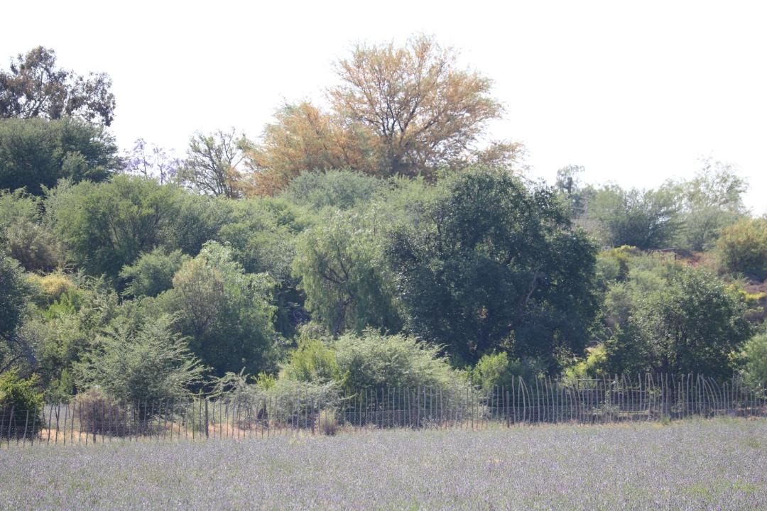 Photo of Others in De Hoop