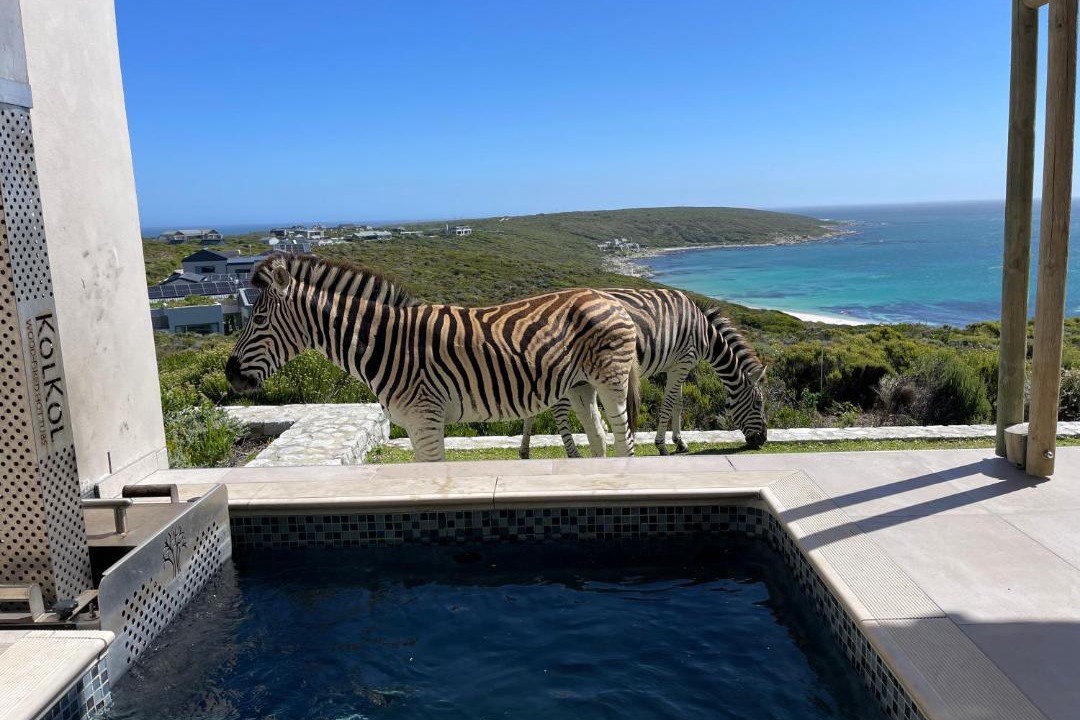 Photo of Others in Gansbaai