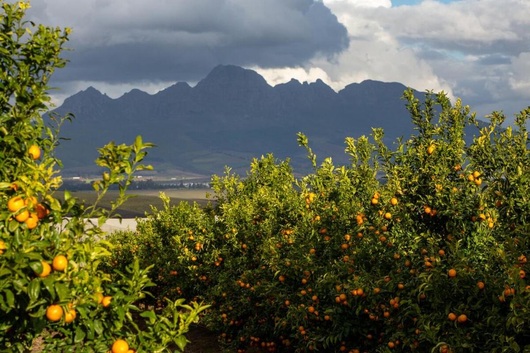 Photo of Others in Stellenbosch