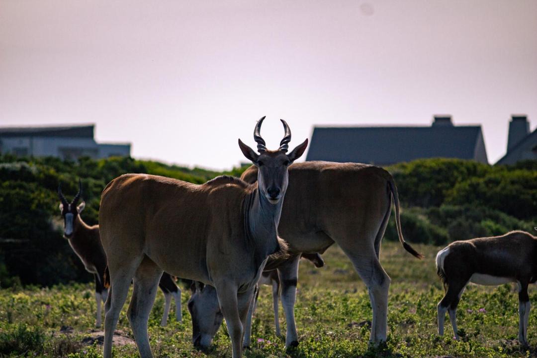 Photo of Others in Gansbaai