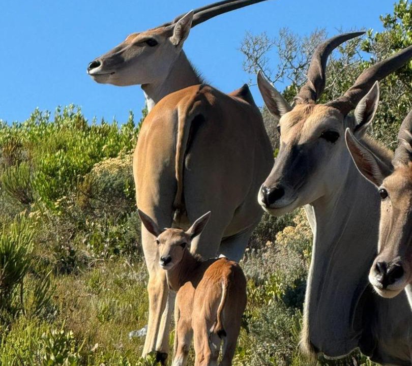 Photo of Others in Gansbaai