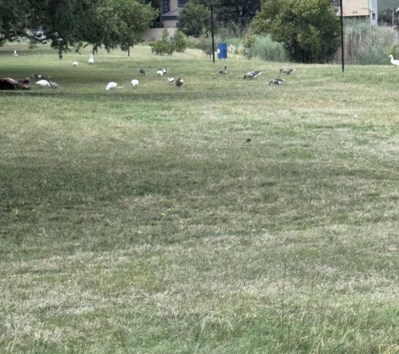 Photo of Others in Benoni