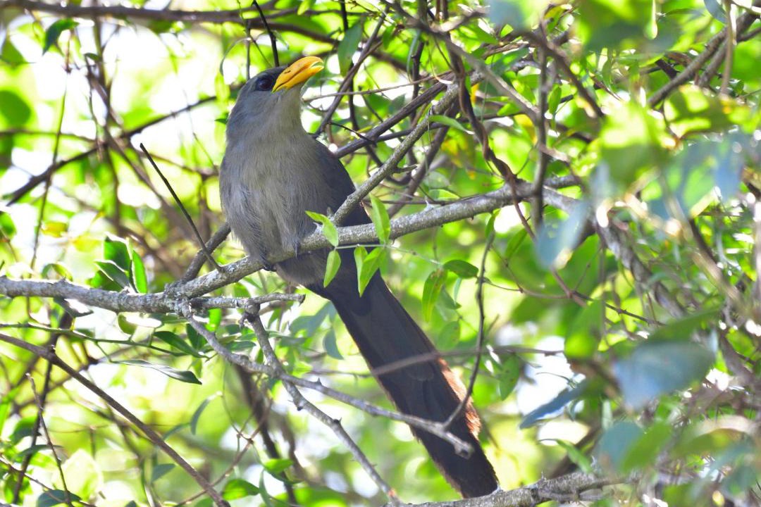 Photo of Others in KwaNibela