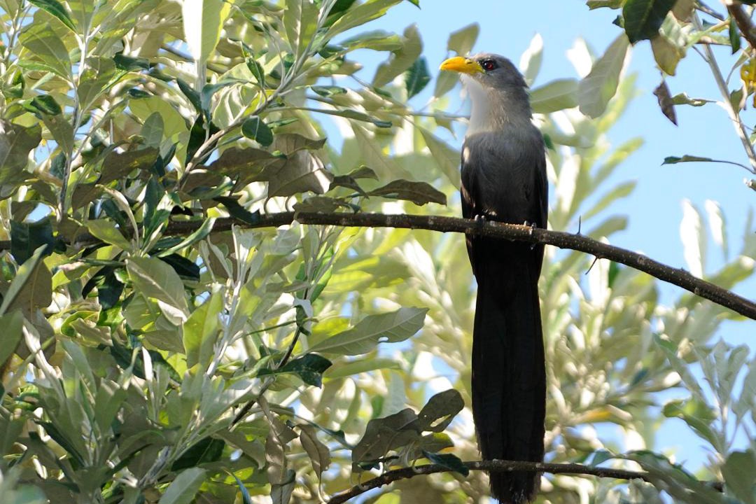 Photo of Others in KwaNibela