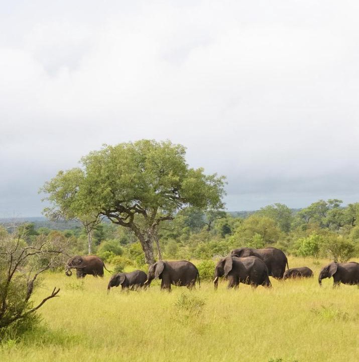 Photo of Others in Thorny Bush Game Reserve