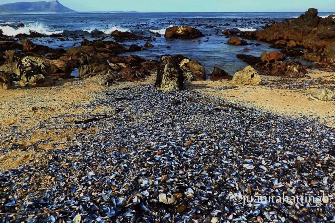 Photo of Others in Kleinmond