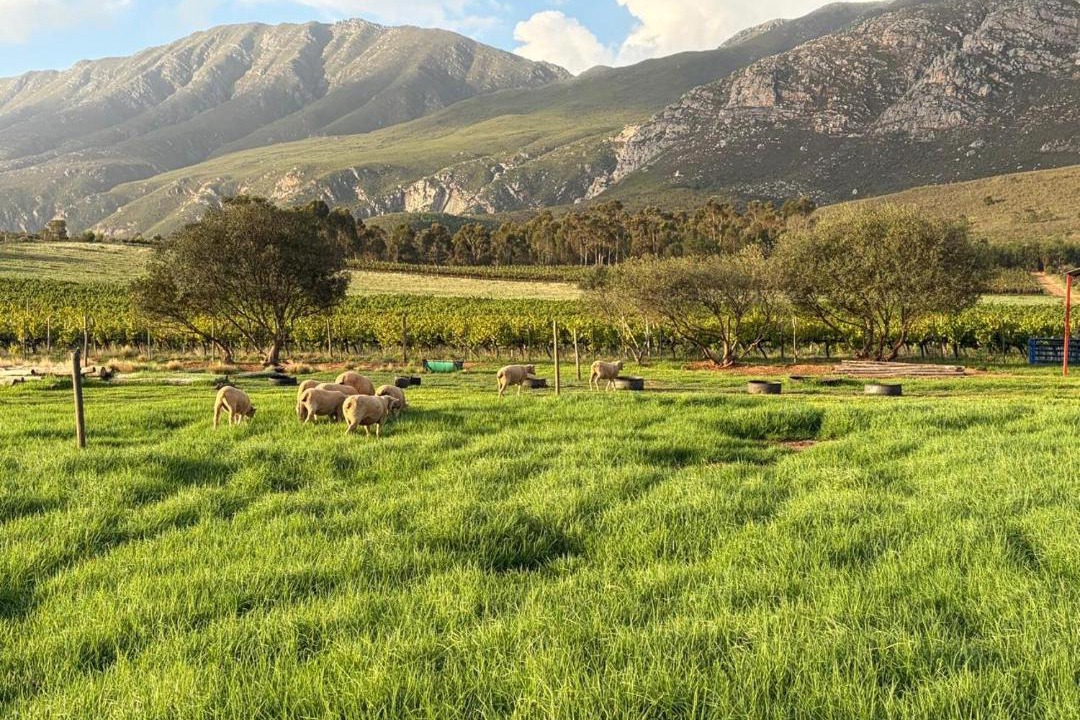 Photo of Others in Langeberg