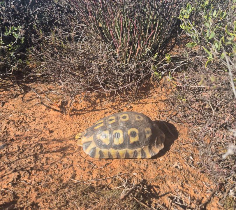 Photo of Others in Oudtshoorn