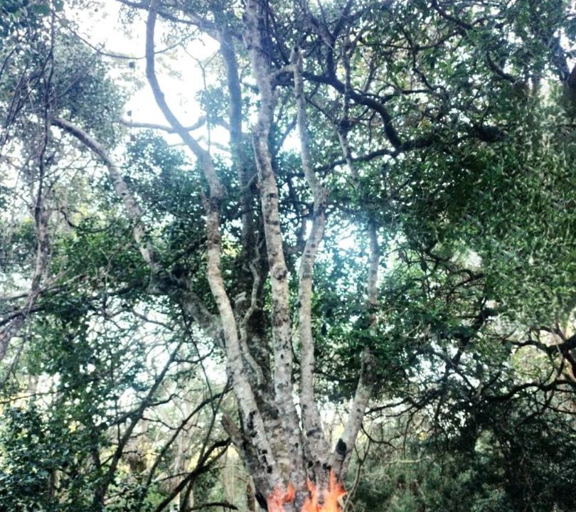 Photo of Others in Nature's Valley