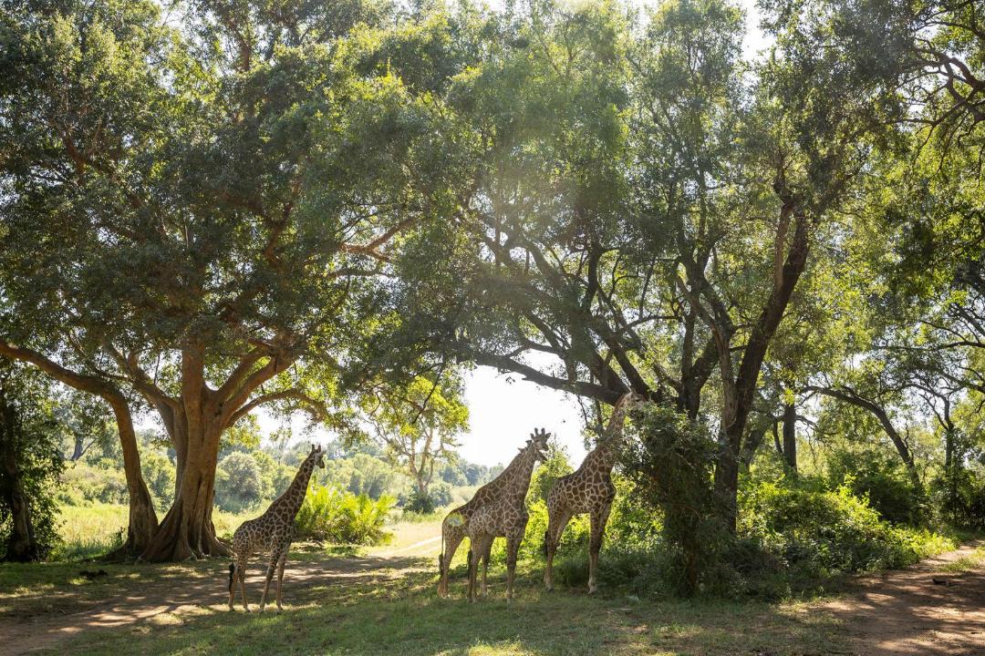Photo of Others in Hoedspruit
