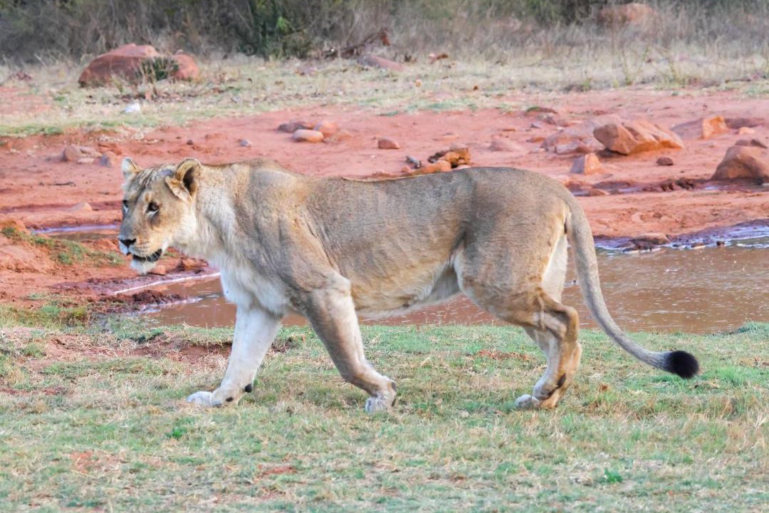 Photo of Others in Vaalwater