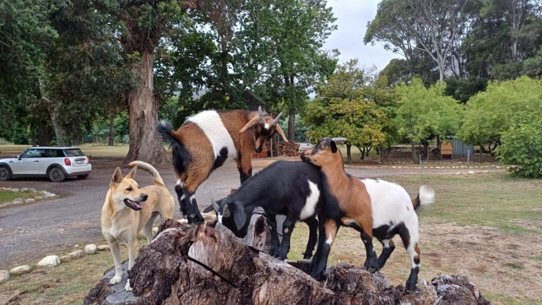 Photo of Others in Cape Winelands