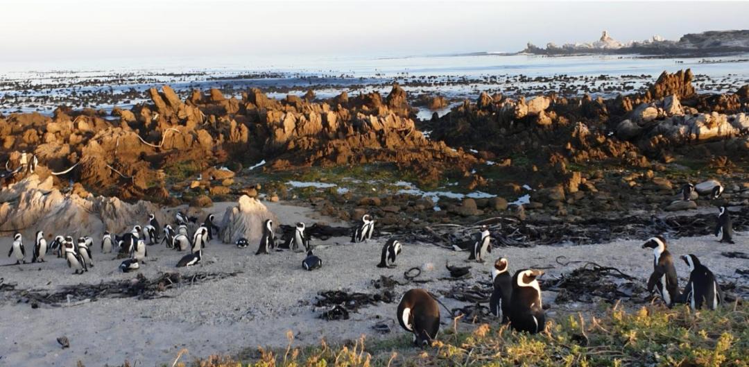 Photo of Others in Betty's Bay