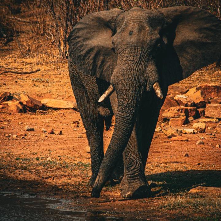 Photo of Others in Vaalwater