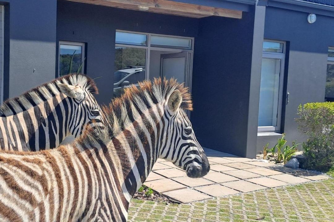 Photo of Others in Gansbaai