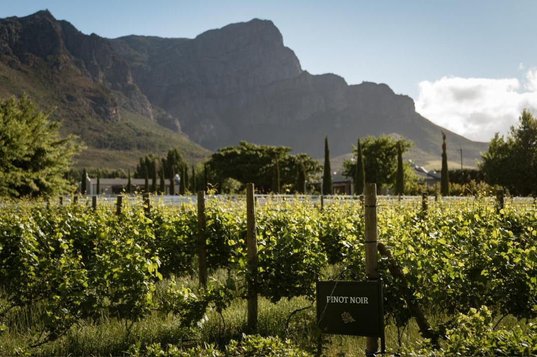 Photo of Others in Cape Winelands