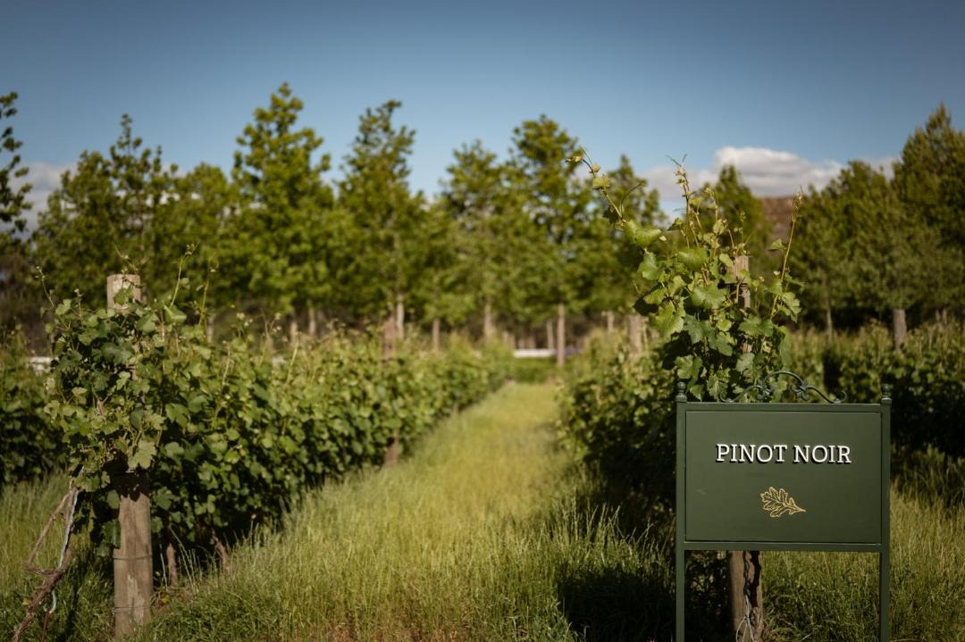 Photo of Others in Cape Winelands