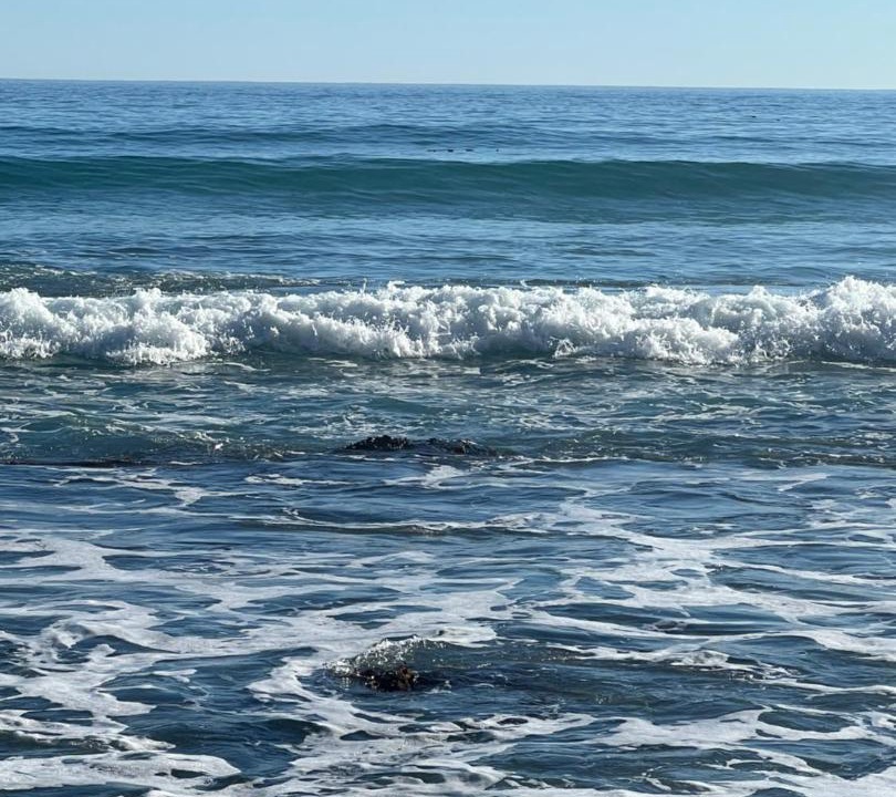Photo of Others in Cape Peninsula