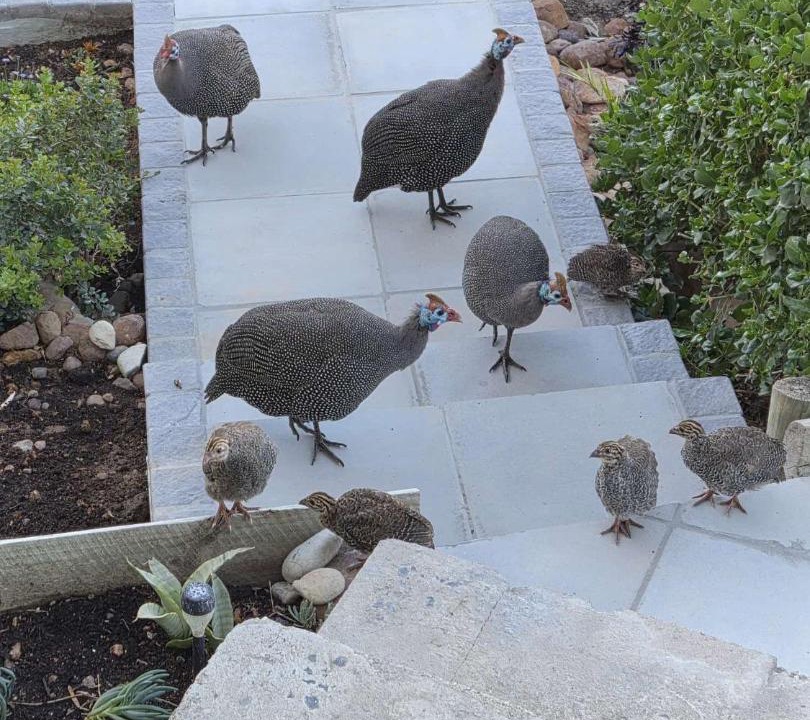 Photo of Others in Simon's Town