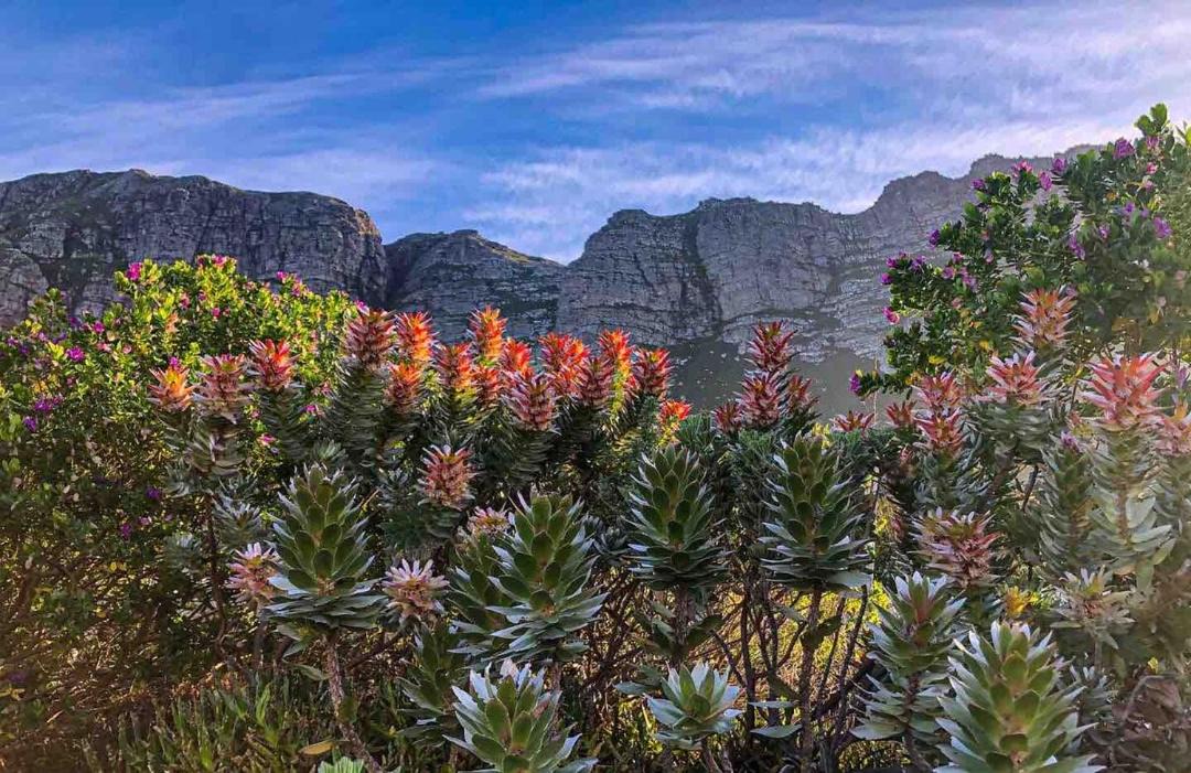 Photo of Others in Betty's Bay