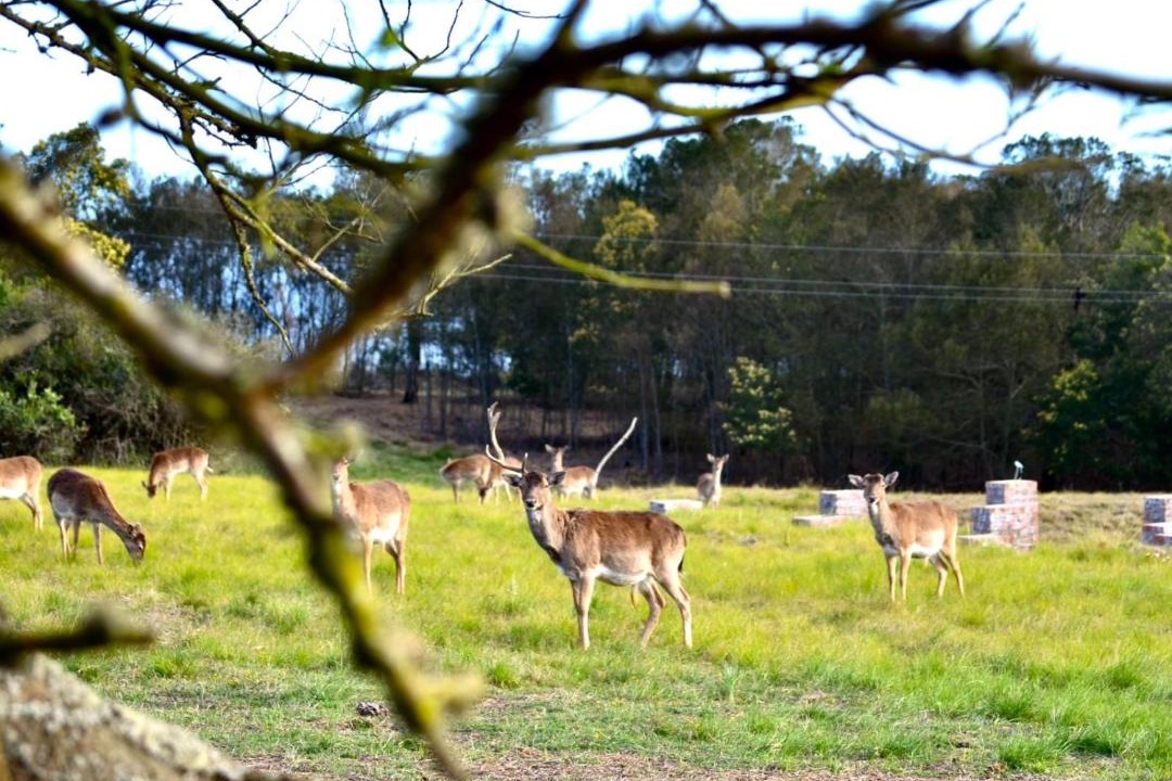 Photo of Others in Glentana