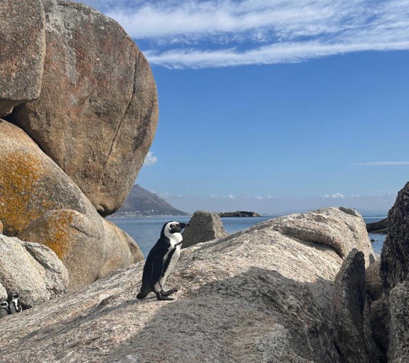 Photo of Others in Simon's Town