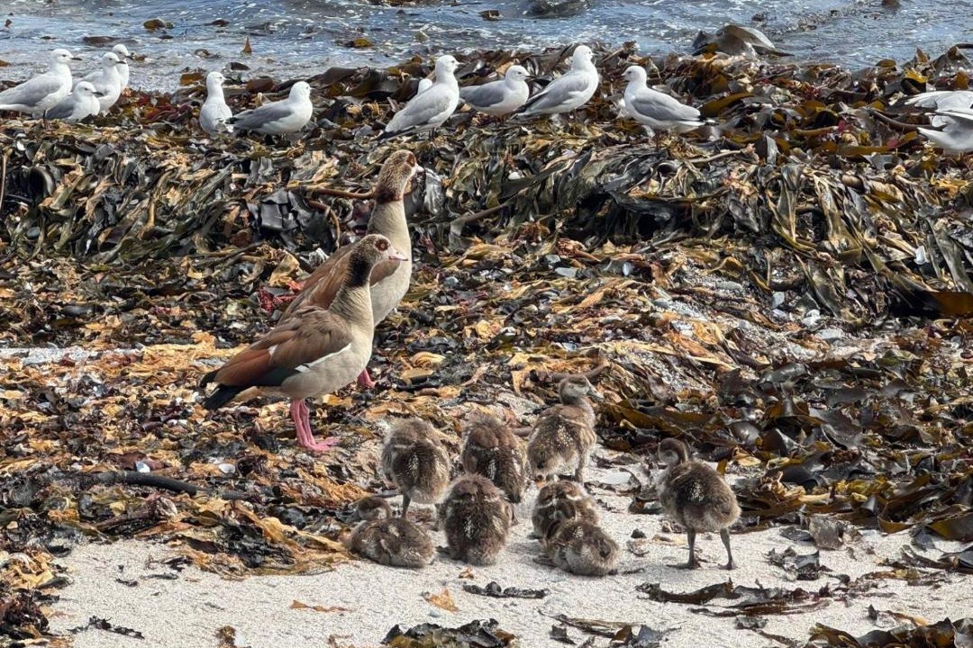 Photo of Others in Shelley Point