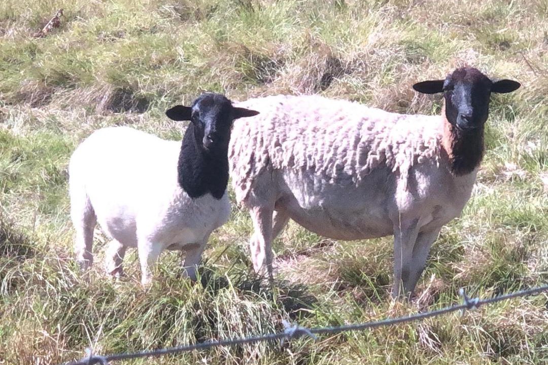 Photo of Others in Knysna