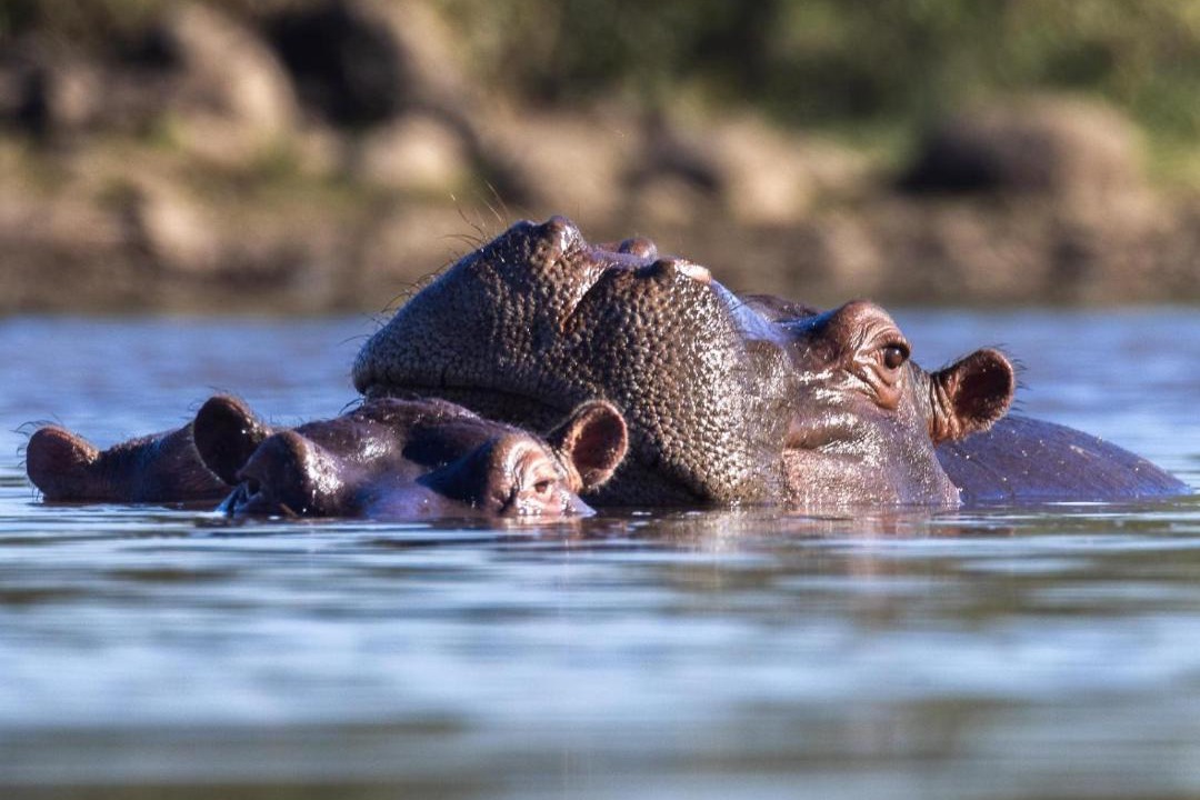 Photo of Others in Thorny Bush Game Reserve