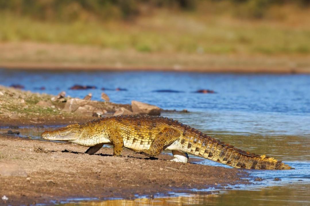 Photo of Others in Thorny Bush Game Reserve