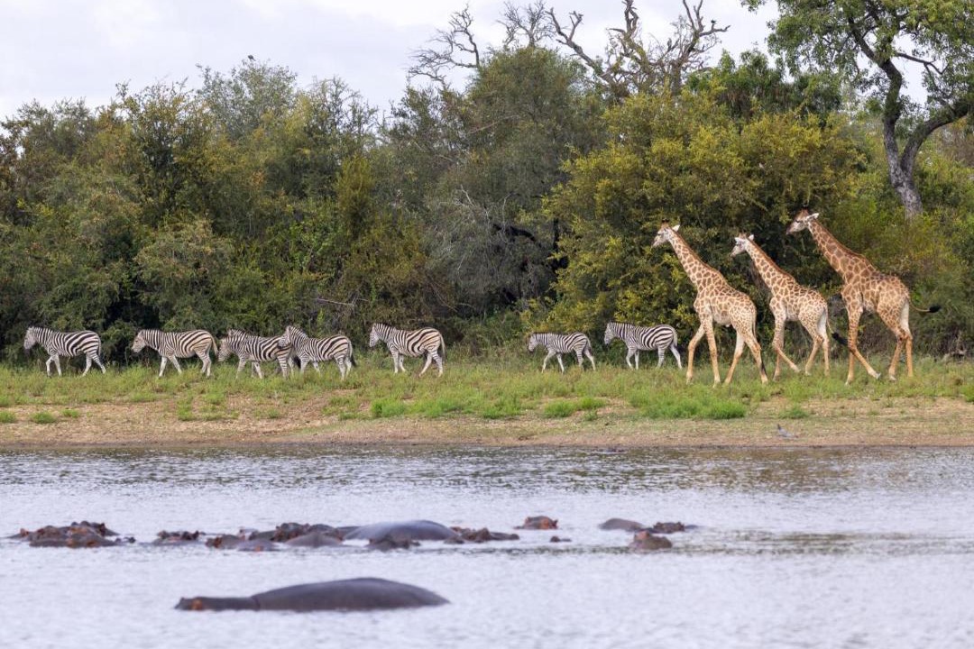 Photo of Others in Thorny Bush Game Reserve