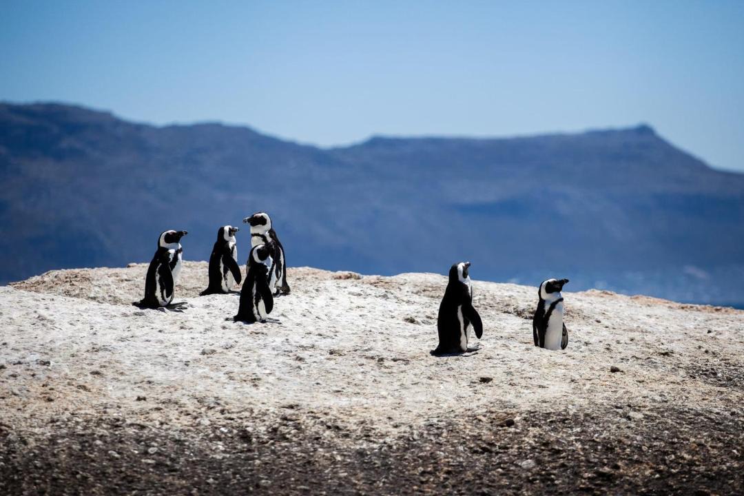 Photo of Others in Sunset Beach