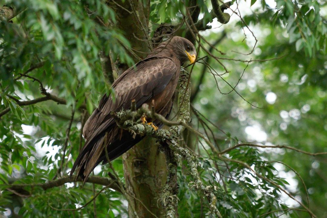 Photo of Others in Midlands Meander