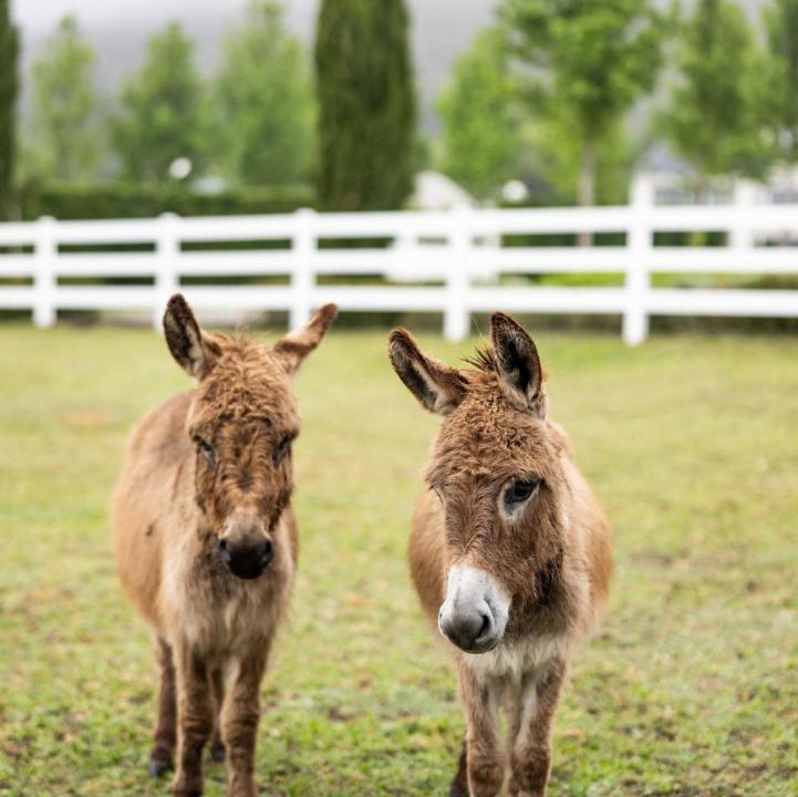 Photo of Others in Cape Winelands