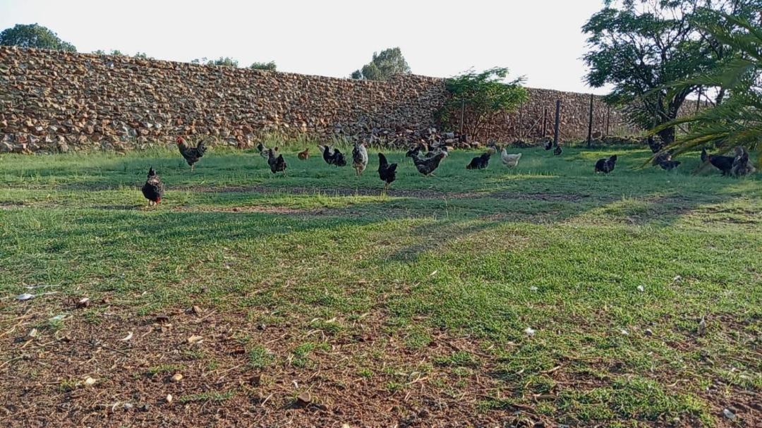 Photo of Others in Randfontein