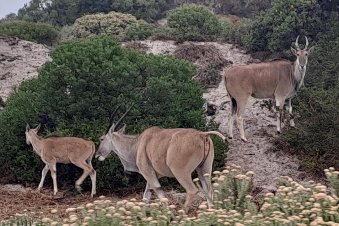 Photo of Others in Gansbaai