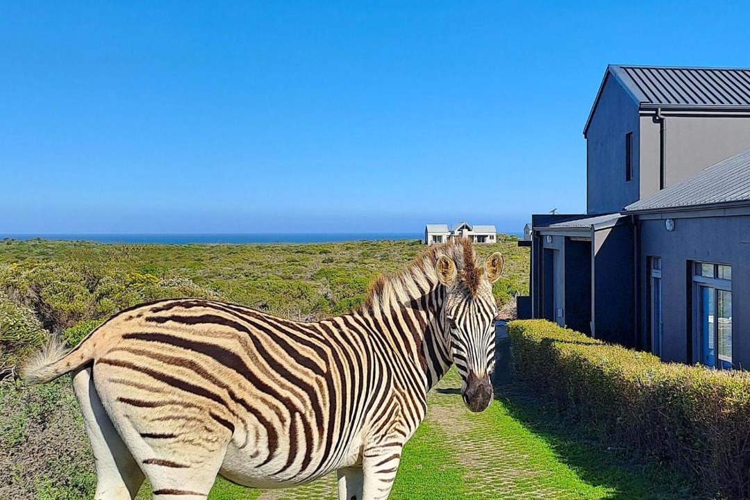 Photo of Others in Gansbaai