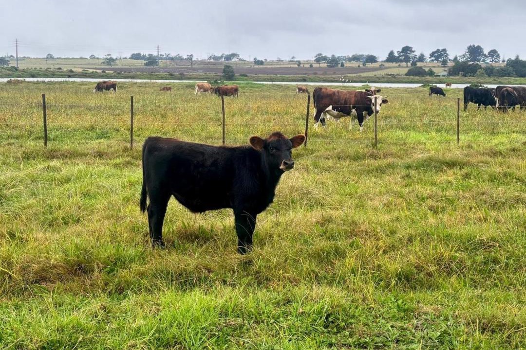 Photo of Others in Glentana