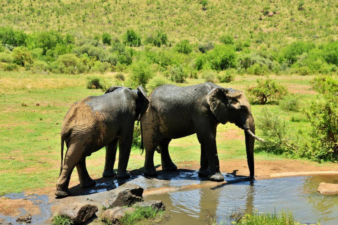 Photo of Others in Pilanesberg National Park