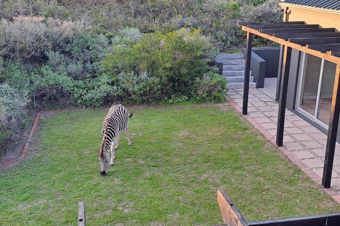 Photo of Others in Gansbaai