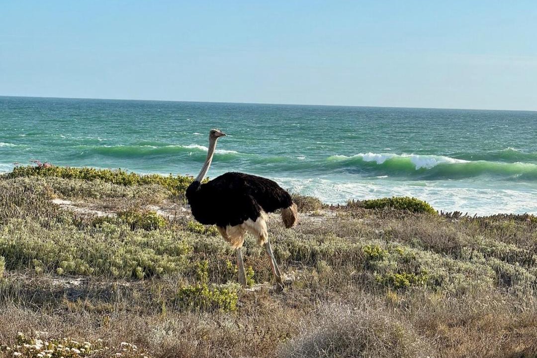 Photo of Others in Yzerfontein