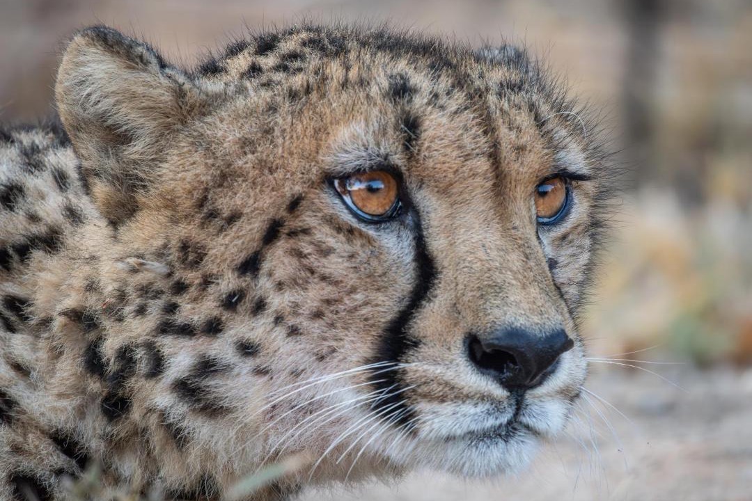 Photo of Others in Thorny Bush Game Reserve