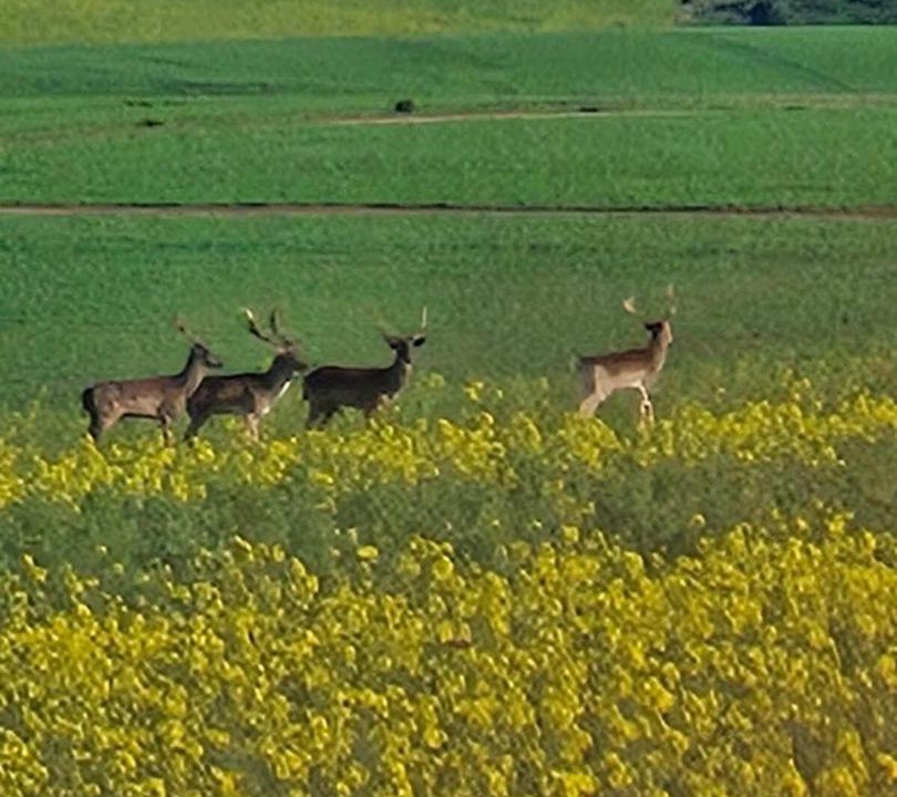 Photo of Others in Buffeljagsrivier