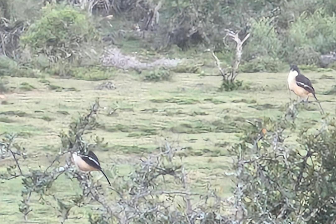 Photo of Others in Addo