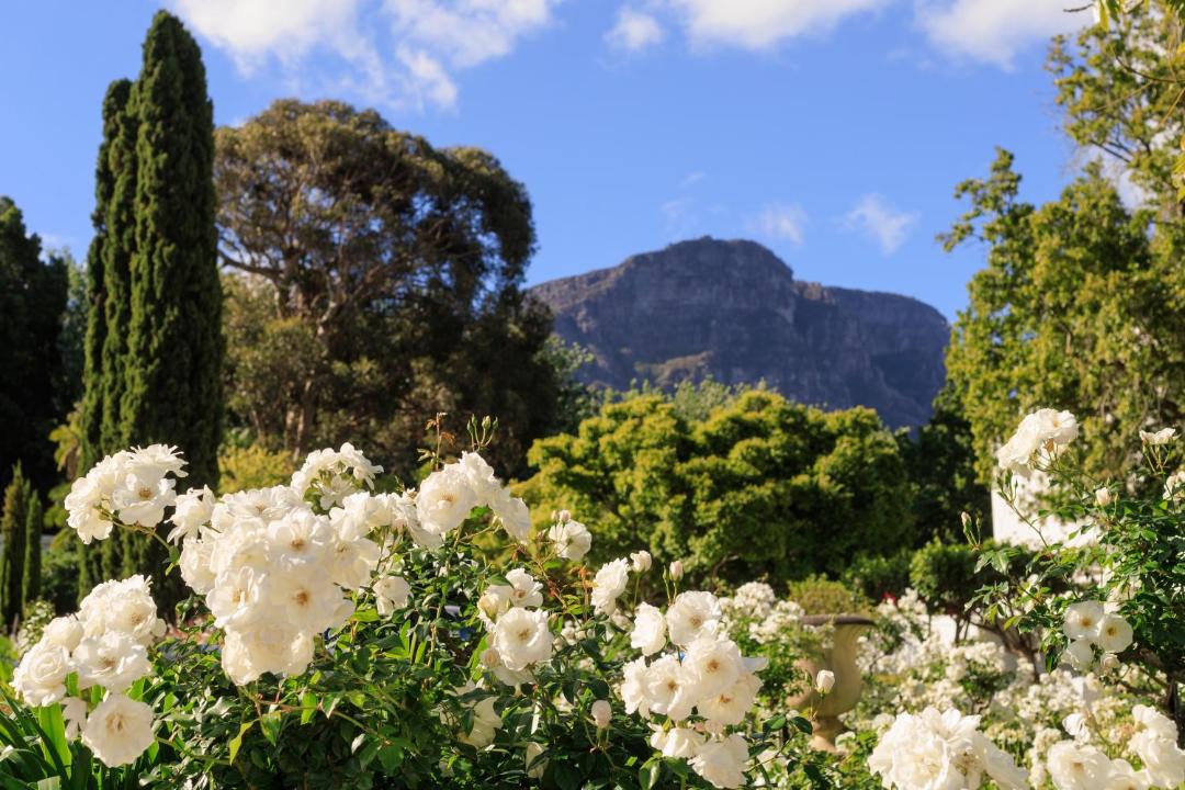 Photo of Outdoor in Constantia